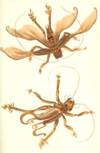 v18 747 Spiral-Winged Locust