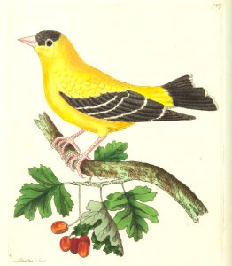 v18 749 Golden Finch