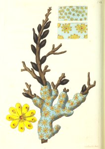 v18 748 Schlosserian Alcyonium