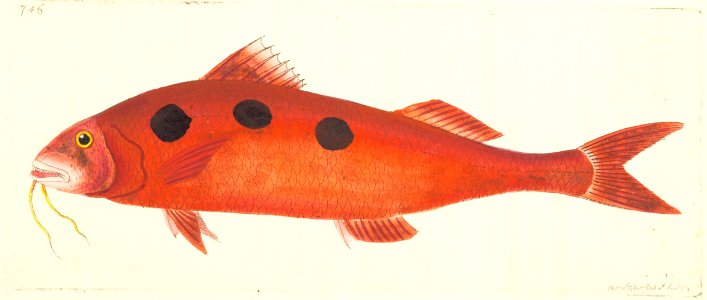 v18 746 Spotted Surmullet