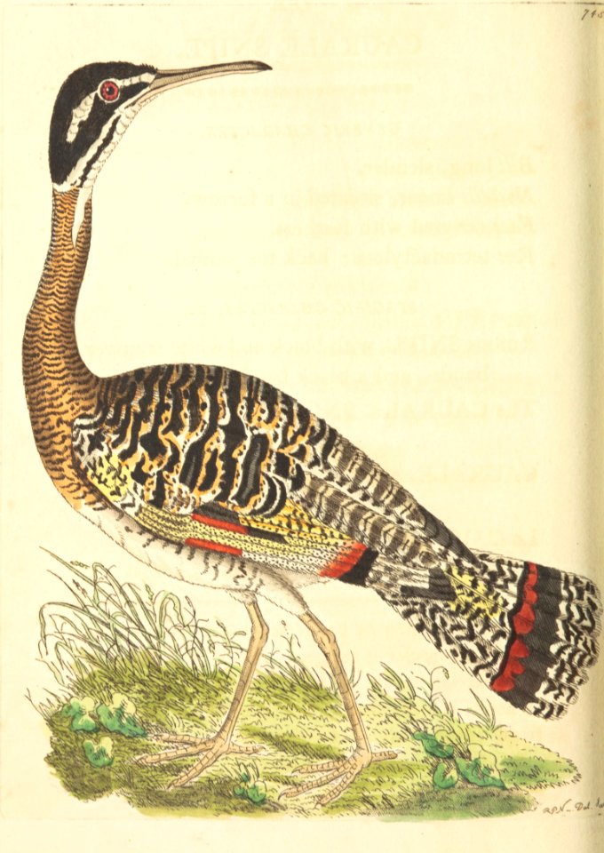 v18 745 Caurale Snipe