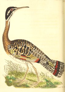 v18 745 Caurale Snipe