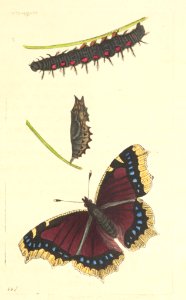 v18 744 Antiopa