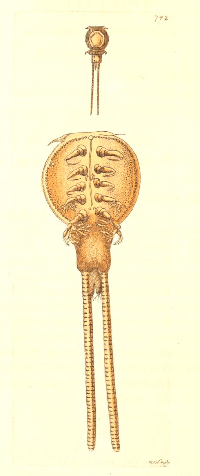 v18 742 Fish Caligus