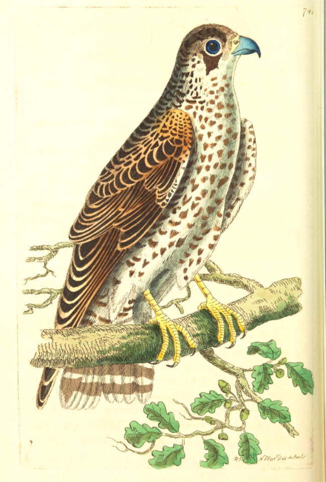 v18 741 Common Falcon