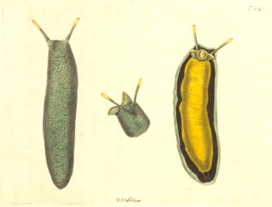 v18 740 Limacine Onchidium