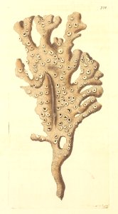 v18 738 Palmated Sponge