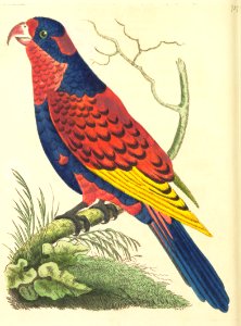 v18 737 Indian Lory