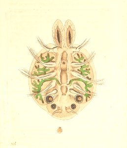 v18 736 Carp Monoculus