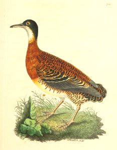 v18 733 Variegated Tinamou