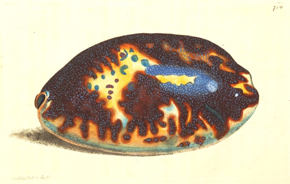 v18 734 Tortoise Shell Cowrie