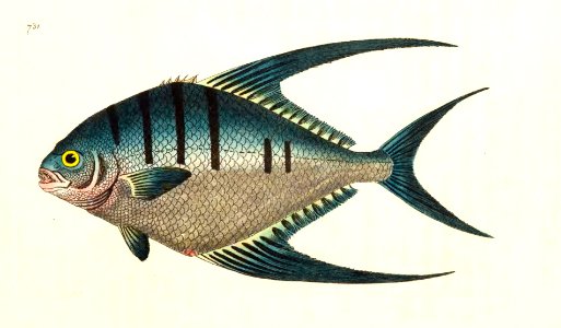 v17 731 Glaucous Chaetodon