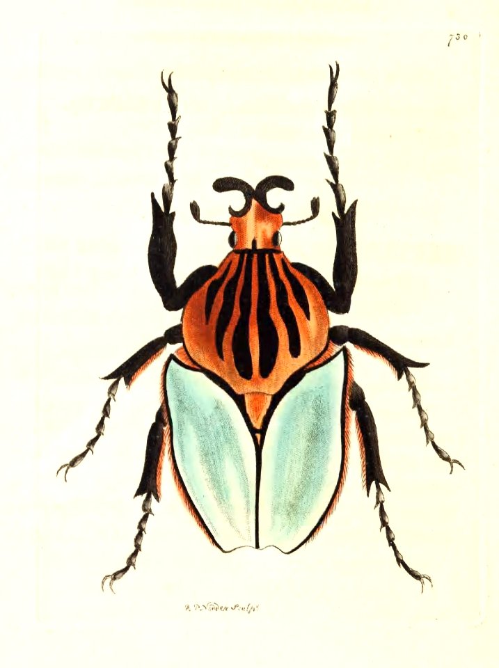 v17 730 Cacique Beetle