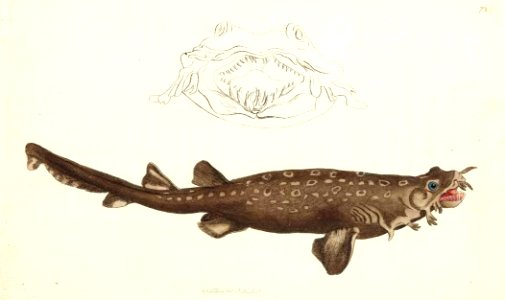 v17 727 Appendiculated Shark