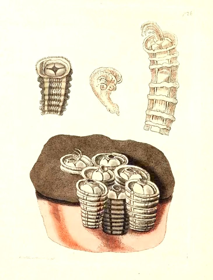 v17 726 Laryngoid Barnacle