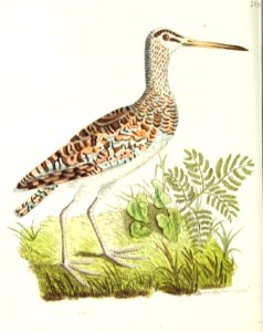 v17 729 Chinese Snipe