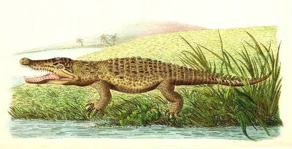v17 722 St Domingo Crocodile