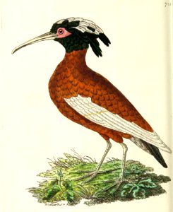 v17 721 Crested Ibis
