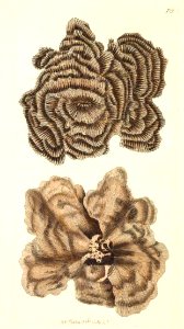 v17 719 Hooded Madrepore
