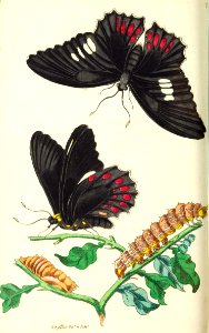 v17 718 Anchises