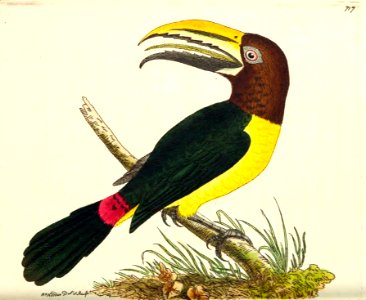 v17 717 Green Toucan