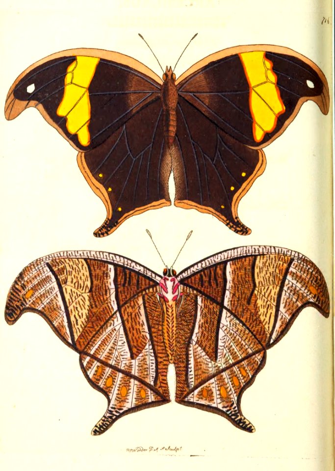 v17 716 Arcesilaus