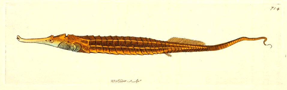 v17 714 Biaculeated Pipefish