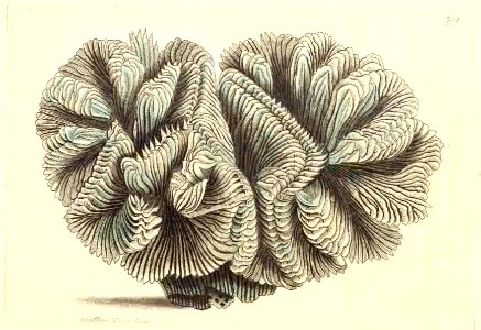 v17 711 Curled Madrepore