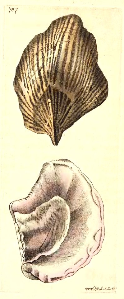 v17 707 Avicular Crenulata