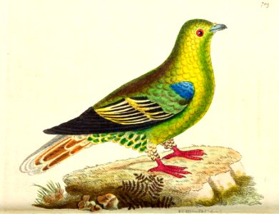 v17 709 Madagascar Pigeon