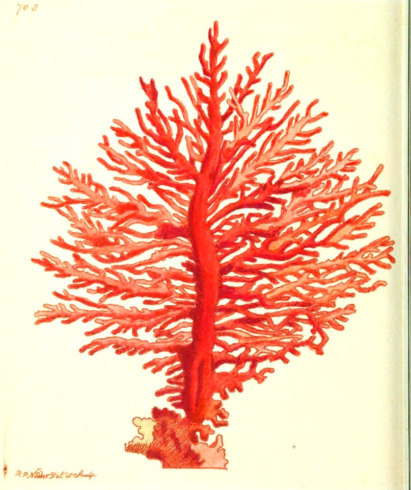 v17 708 Pinnated Gorgonia