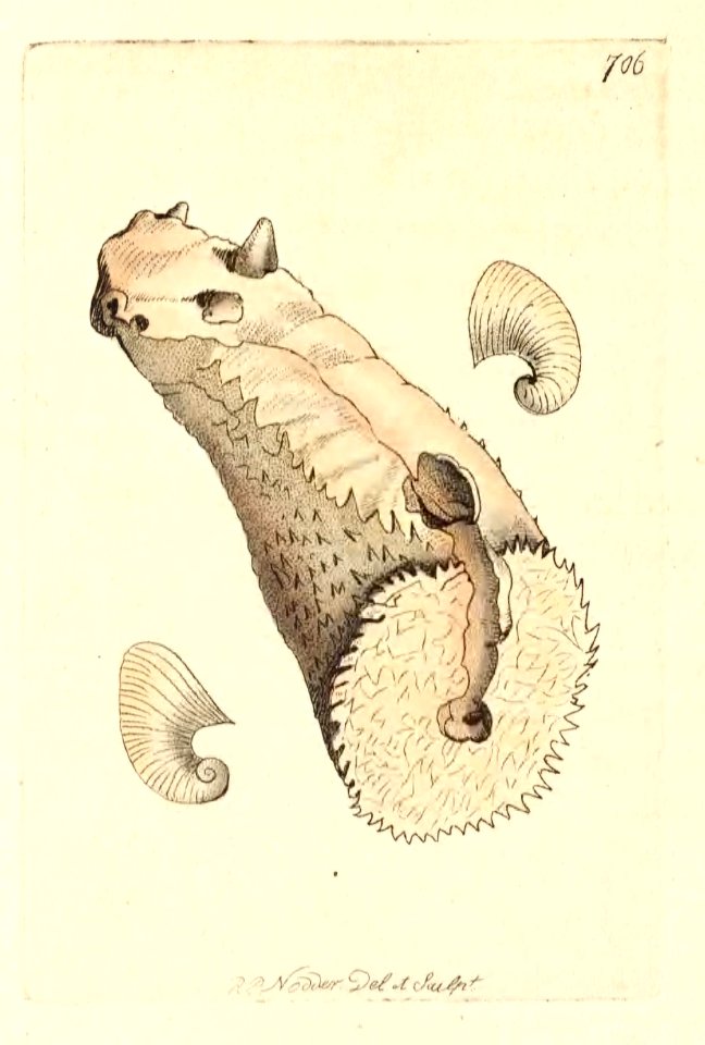 v17 706 Peronian Aplysia