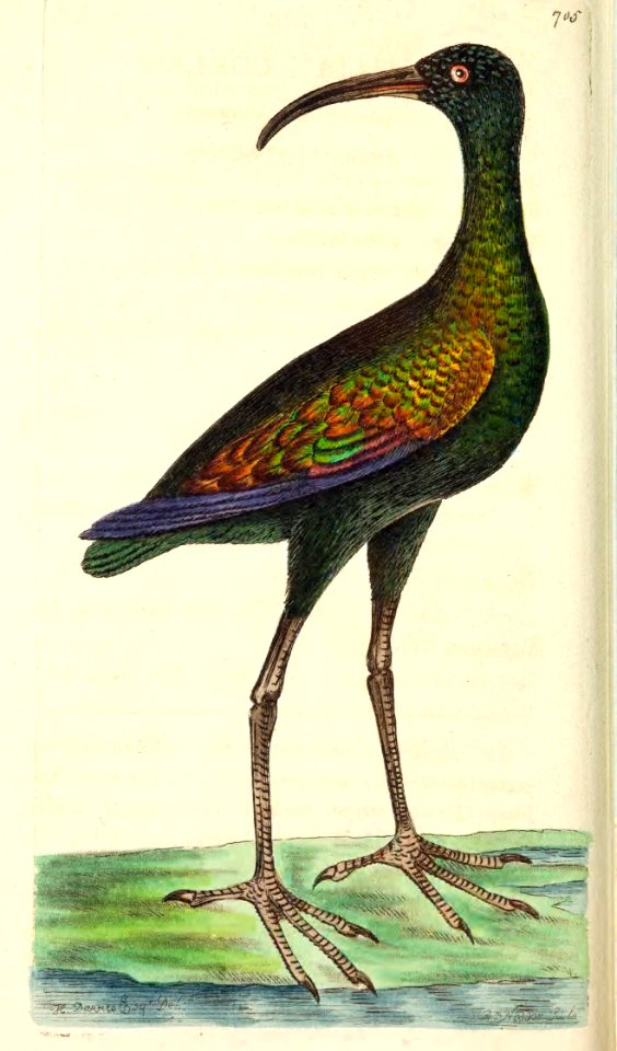 v17 705 Brasilian Curlew