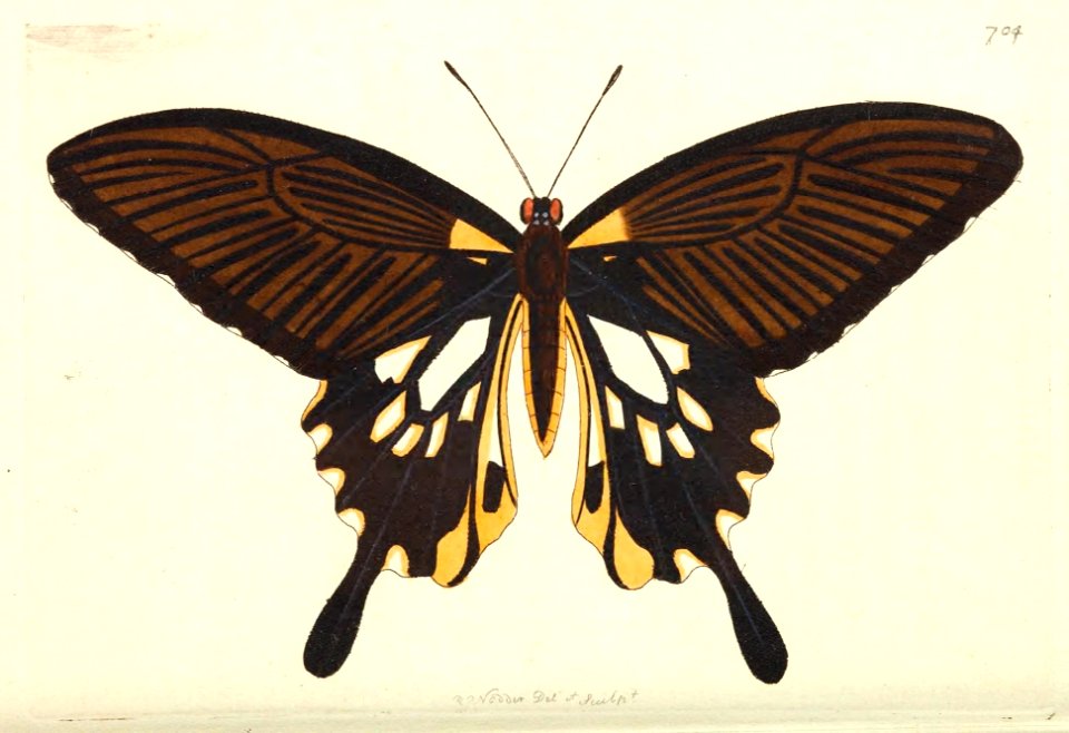v17 704 Deiphobus