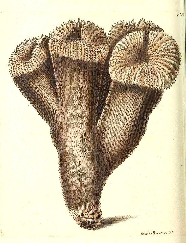 v17 703 Thistle Madrepore