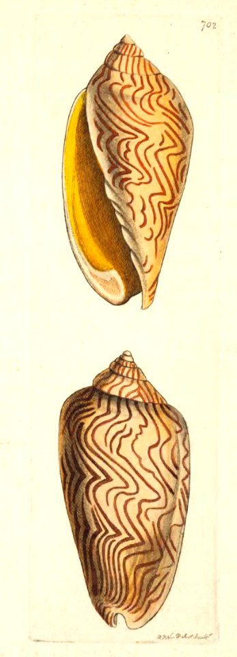 v17 702 Undulated Volute