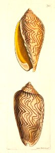 v17 702 Undulated Volute