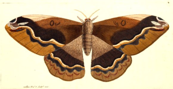v17 699 Sylla