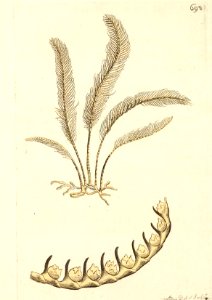 v17 698 Sea Pen Coralline