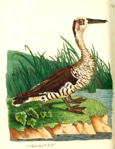 v17 697 Fasciated Duck