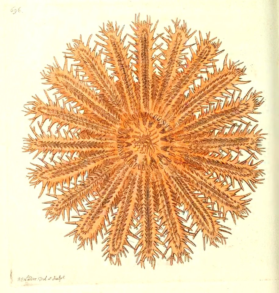v17 696 Echinoid Asterias