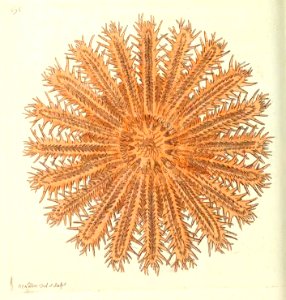 v17 696 Echinoid Asterias