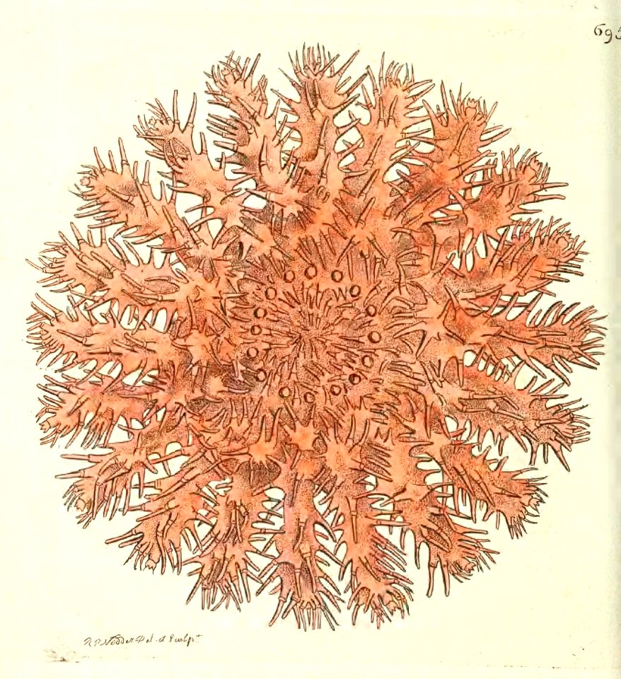 v17 695 Echinoid Asterias