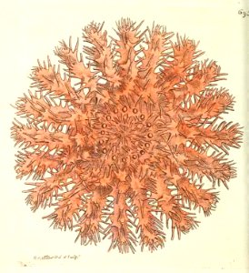 v17 695 Echinoid Asterias