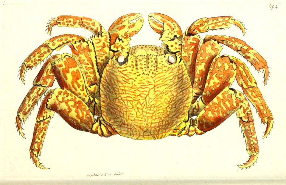 v17 694 Variegated Crab
