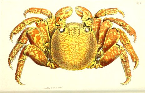 v17 694 Variegated Crab