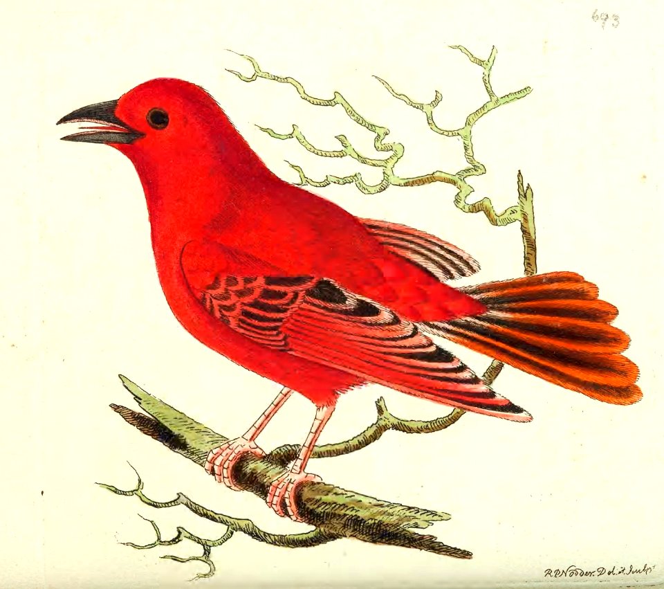 v17 693 Mississippi Tanager