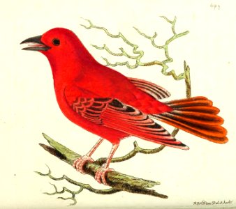 v17 693 Mississippi Tanager