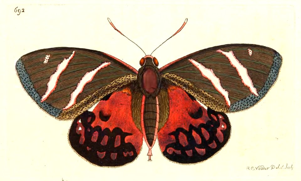 v17 692 Papilio