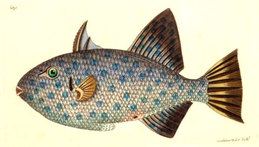 v17 691 Spotted Filefish